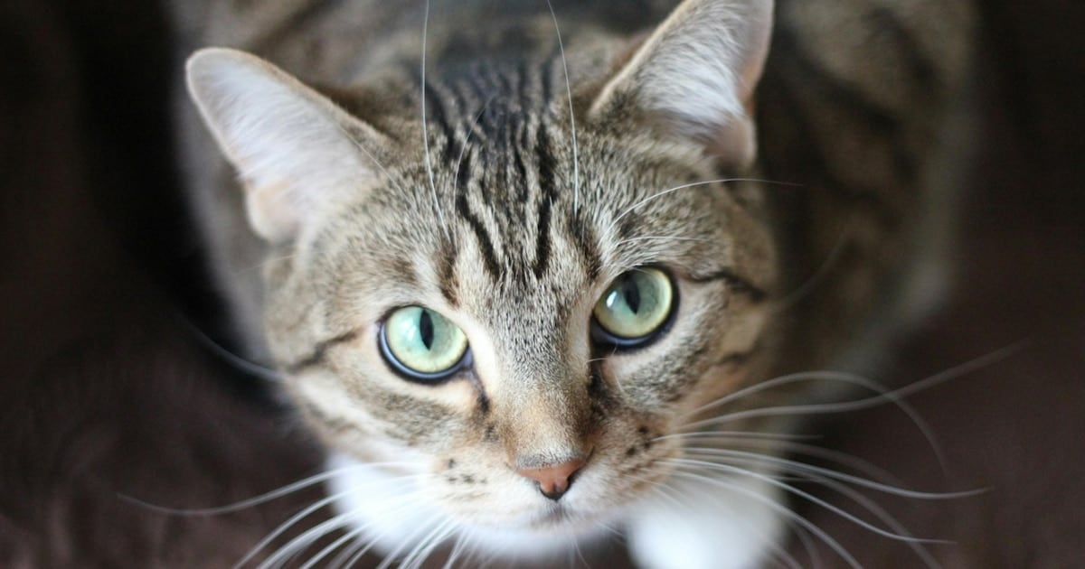 Un parásito que viaja en el gato y puede terminar en la mesa del living comedor; malaria medicinal