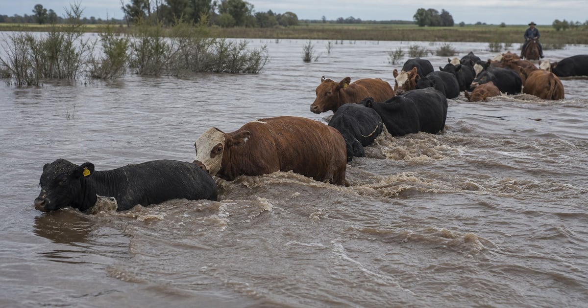 La bajante se vuelve crecida: cómo la emergencia en Corrientes reconfigura el mapa de la carne
