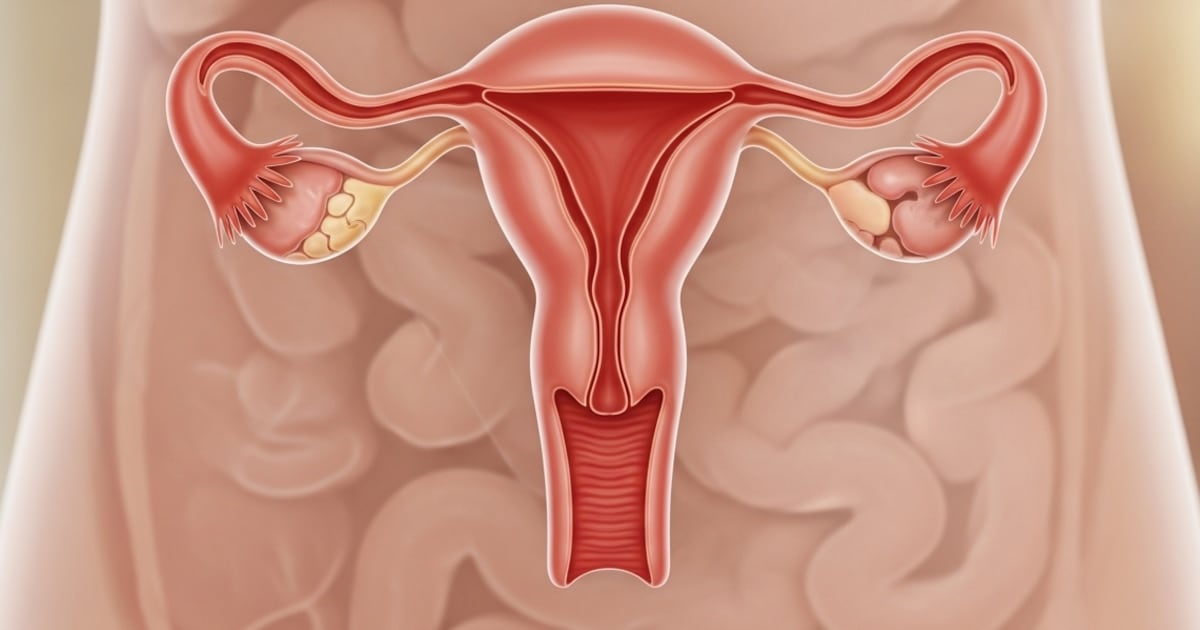 Después de la menopausia el ovario sigue trabajando: qué descubrió un nuevo estudio en mujeres mayores