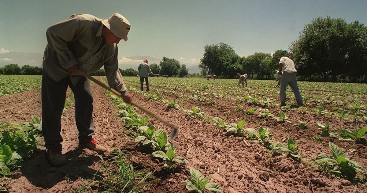 Extienden por un año el piso de asignaciones familiares para los trabajadores temporarios del agro